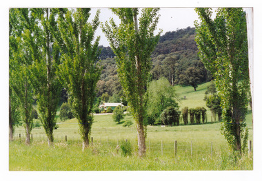 Shows a house set in a paddock surrounded by trees. Behind the house is a heavily treed hill. In the foreground is a row of poplar trees.