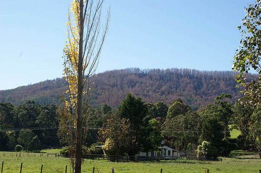 Shows a weatherboard house set in a paddock and surrounded by trees. In the background is a heavily forested mountain that has been affected by a bushfire.