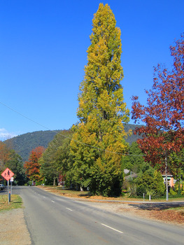 Shows the view looking up Falls Road in Marysville in Victoria.