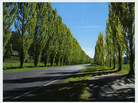 Shows two lines of poplar trees, one on each side of a bitumen road. In the left of the photograph, in the background can be seen a house.