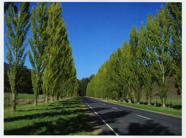Shows two lines of poplar trees, one on each side of a bitumen road.