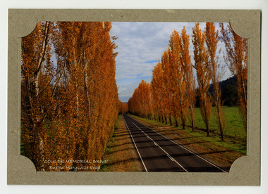 Shows Goulds Memorial Drive on the Buxton Marysville Road in Victoria. Shows an avenue of poplar trees in Autumn. The photograph has been set into a cardboard card to be used as a greeting card.
