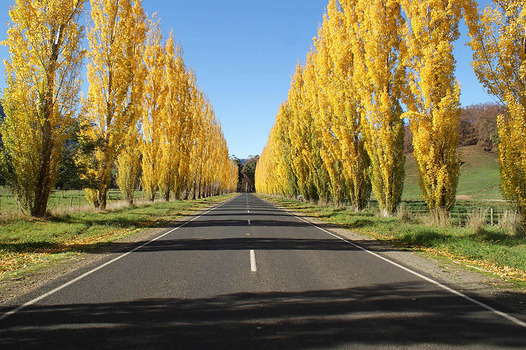Shows two lines of poplar trees in Autumn, one on each side of a bitumen road.