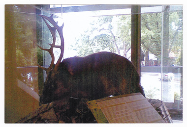 Shows the mythical "Gunni" that was displayed in the Marysville Visitor Information Centre in Victoria. Shows a wombat like animal with antlers similar to a deer. Also shows an information board regarding information about the "Gunni".
