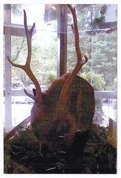 Shows the mythical "Gunni" that was displayed in the Marysville Visitor Information Centre in Victoria. Shows a wombat like animal with antlers similar to a deer. Also shows an information board regarding information about the "Gunni".