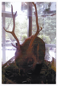 Shows the mythical "Gunni" that was displayed in the Marysville Visitor Information Centre in Victoria. Shows a wombat like animal with antlers similar to a deer. Also shows an information board regarding information about the "Gunni".