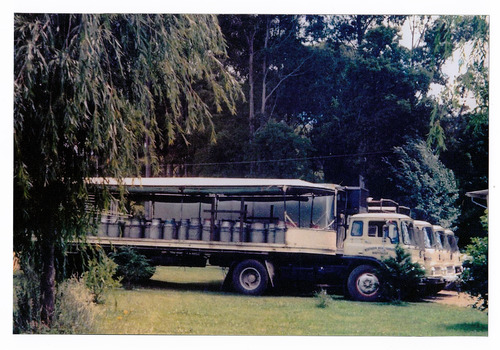 Shows a row of four trucks that were used to transport milk. Shows the milk cans lined up on the trailer bed of the front truck.