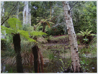 Shows the lake that is in front of The Log Cabin in Marysville in Victoria. Shows the lake surrounded by tree ferns, rhodendrons, camelias and large trees.