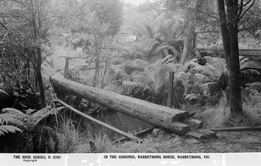 Shows a bridge made from the trunk of a tree across a small creek. The bridge is surrounded by tree ferns.