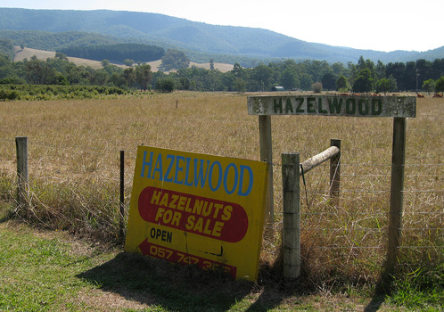 Shows an advertising sign advertising hazelnuts for sale at Hazelwood farm. The sign is yellow with the name of the farm in blue across the top with 'Hazelnuts for sale' on a red background. Also shows the telephone number with an arrow pointing in the direction of the farm.