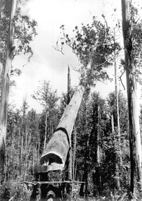 A digital copy of a black and white photograph of a tree being felled at Cambarville in Victoria. Cambarville was established as a timber mill town in the 1940s. Timber mill owners A. Cameron and F.J. Barton named Cambarville. They established the mill to salvage timber from trees destroyed in the 1939 bushfires. Cambarville was impacted by the 2009 Black Saturday bushfires and any remaining structures were destroyed.