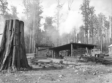 A digital copy of a black and white photograph of a tree stump at the Cambarville sawmill in Victoria. Cambarville was established as a timber mill town in the 1940s. Timber mill owners A. Cameron and F.J. Barton named Cambarville. They established the mill to salvage timber from trees destroyed in the 1939 bushfires. Cambarville was impacted by the 2009 Black Saturday bushfires and any remaining structures were destroyed.