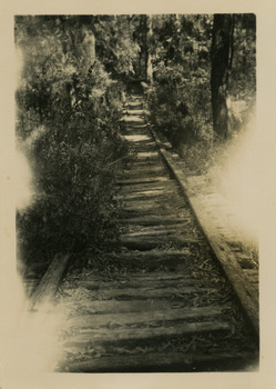 A black and white photograph of the Vic Oak Sawmill timber tramline just on the outskirts of Marysville. The photograph was taken in 1953. The Vic Oak sawmill was one of the active local timber processing operations in the Marysville region during the mid-20th century. 