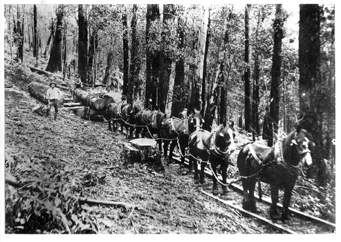 A copy of a black and white photograph of horses hauling logs along the Vic Oak Sawmill timber tramline. The Vic Oak sawmill was one of the active local timber processing operations in the Marysville region during the mid-20th century. 