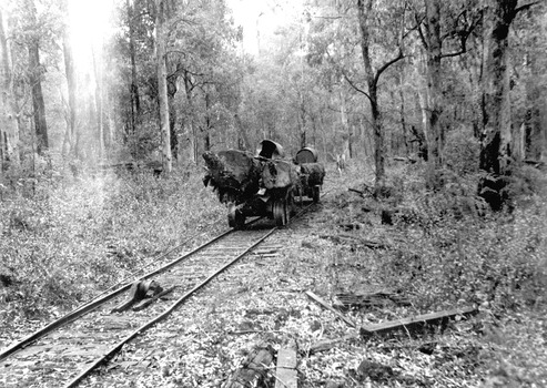 A copy of a black and white photograph of logs being transported along a timber tramway to Anderson Mill at Marysville.