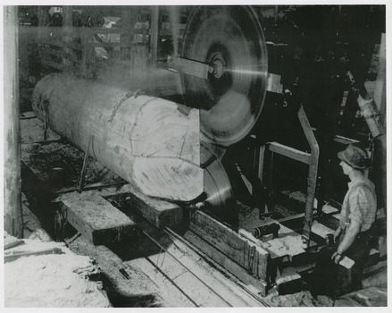 A copy of a black and white photograph of a large log being cut on the breaking down bench in the Anderson Mill at Marysville.