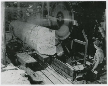 A copy of a black and white photograph of a large log being cut on the breaking down bench in the Anderson Mill at Marysville.