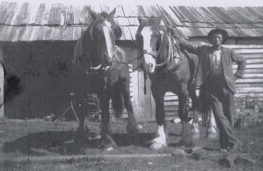 A copy of a black and white photograph taken at Anderson's No. 1 Mill at Marysville. The photograph is of a man named John Gale standing with two heavy work horses.