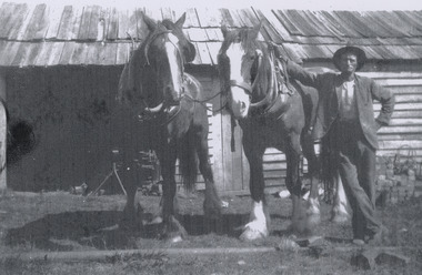 A copy of a black and white photograph taken at Anderson's No. 1 Mill at Marysville. The photograph is of a man named John Gale standing with two heavy work horses.