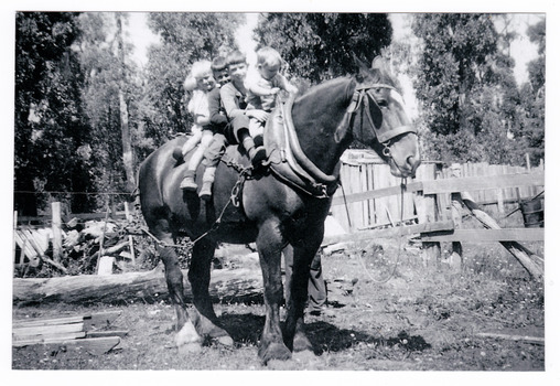 A copy of a black and white photograph of Jim Brown and his siblings sitting on the back of a heavy horse. Jim's father worked at the Andersons No. 1 Mill near Marysville. The horse, whose name was Robin, also worked at the mill.