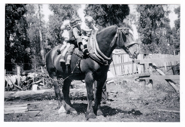 A copy of a black and white photograph of Jim Brown and his siblings sitting on the back of a heavy horse. Jim's father worked at the Andersons No. 1 Mill near Marysville. The horse, whose name was Robin, also worked at the mill.