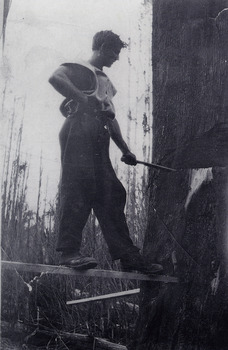 A copy of a black and white photograph taken of Mick Brown felling a tree. Alfred Edgar (Mick) Brown worked at the Andersons No. 1 Mill near Marysville.