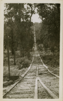 A black and white photograph of a timber tramway running through the forest. The timber tramways were used to haul logs to the Andersons No. 1 and No. 2 mills near Marysville.