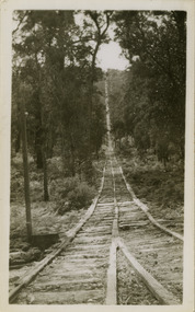 A black and white photograph of a timber tramway running through the forest. The timber tramways were used to haul logs to the Andersons No. 1 and No. 2 mills near Marysville.