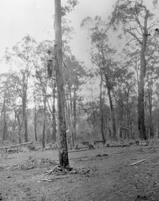 A copy of a black and white photograph of a man felling a tree in a forest.