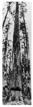 A copy of a black and white photograph of two men felling a large tree in a forest.