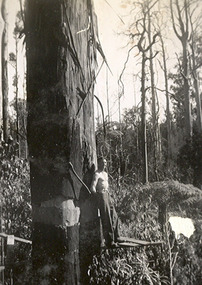 A copy of a black and white photograph of a man felling a large tree in a forest. The man in the photograph is Ted Greatorex who was local to Marysville.