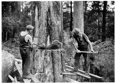 A copy of a black and white photograph of two unknown tree fellers felling a large tree in a forest.