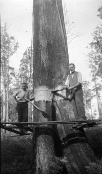 A digital copy of a black and white photograph of J. McElroy and his mate felling a dead Mountain Ash tree in June 1945.