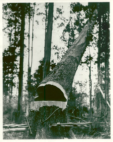 A copy of a black and white photograph of a large tree falling after having been felled in a forest.