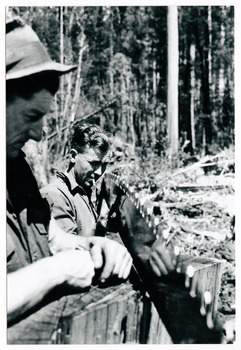 A copy of a black and white photograph of two tree fellers sharpening a crosscut saw in the forest.