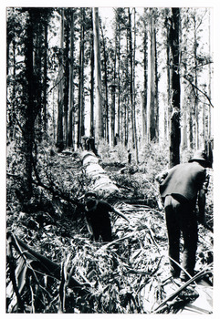 A copy of a black and white photograph of two tree fellers limbing a fallen tree in the forest.