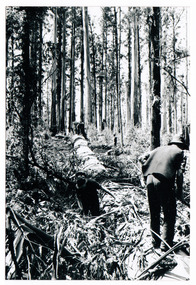A copy of a black and white photograph of two tree fellers limbing a fallen tree in the forest.
