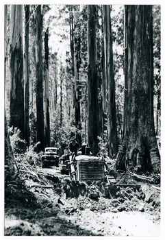 A copy of a black and white photograph of a crawler tractor removing tree debris in the forest.