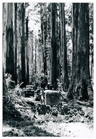 A copy of a black and white photograph of a crawler tractor removing tree debris in the forest.