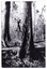 A black and white postcard of Lloyd Gould felling a large tree in the forest. On the reverse of the postcard is a space to write a message and an address and to place a postage stamp. The postcard is unused.