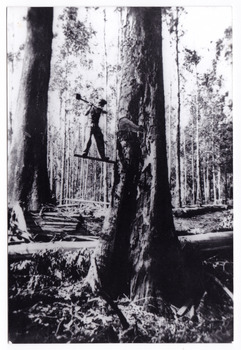 A black and white postcard of Lloyd Gould felling a large tree in the forest. On the reverse of the postcard is a space to write a message and an address and to place a postage stamp. The postcard is unused.