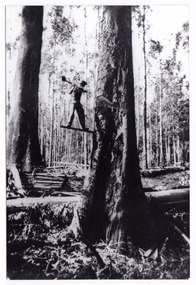 A black and white postcard of Lloyd Gould felling a large tree in the forest. On the reverse of the postcard is a space to write a message and an address and to place a postage stamp. The postcard is unused.
