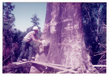 A colour photograph of Mick Greatorex felling a large tree in the forest.