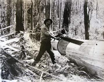A digital copy of a black and white photograph of Andrew Kirwan preparing a large log for splitting into palings.