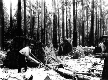A copy of a black and white photograph of Andrew Kirwan splitting a log into palings.