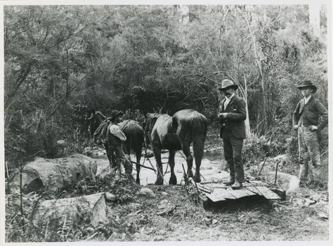 A copy of a black and white photograph of three men with two horses hauling palings over Myrtle Creek in Marysville.