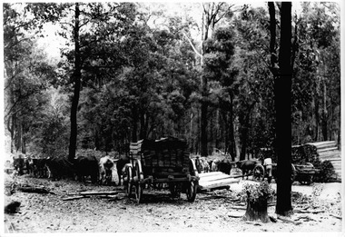 A copy of a black and white photograph of bullocks hauling palings through the forest. The original photograph was taken in the early 1900s.