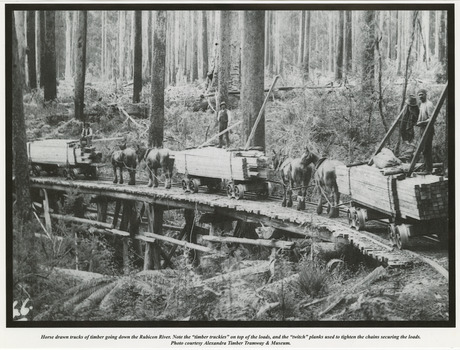A page taken from a calendar showing a black and white photograph of horse drawn trucks of timber travelling along a timber tramway on the Rubicon River.