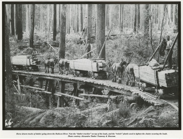 A page taken from a calendar showing a black and white photograph of horse drawn trucks of timber travelling along a timber tramway on the Rubicon River.