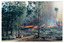 Two colour photographs of a forestry department burn off in the forest. This is done on a regular basis to reduce the fuel load in the case of a bushfire.
